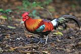 Red Junglefowl